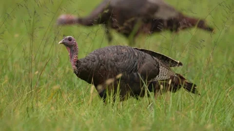 Wild Turkey Gobbler Stock Footage 253181823