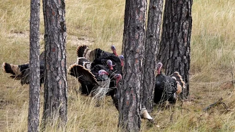 Wild Turkey Gobblers Fighting to Determine Dominance,good fighting calls. Stock Footage 128441902