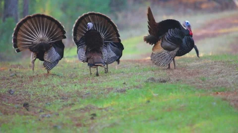 Wild Turkey Gobblers Stock Footage 1218181