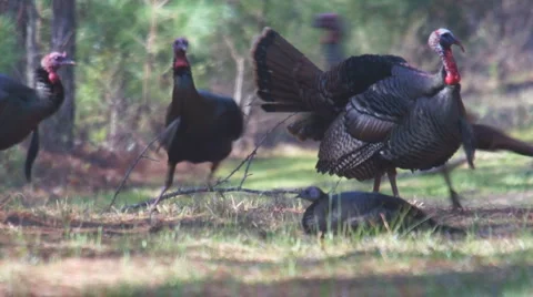 Wild Turkey Gobblers Video stock 1218384