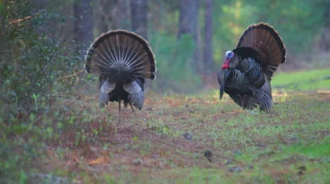 Wild Turkey Gobblers Stock Footage 1227894