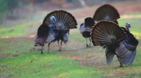 Wild Turkey Gobblers Stock Footage 1235566