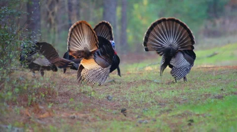 Wild Turkey Gobblers 스톡 동영상 1249518