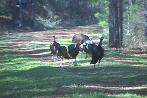 Wild Turkey Gobblers Stock Footage