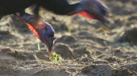 Wild Turkey Gobblers Vídeos de archivo 10890650