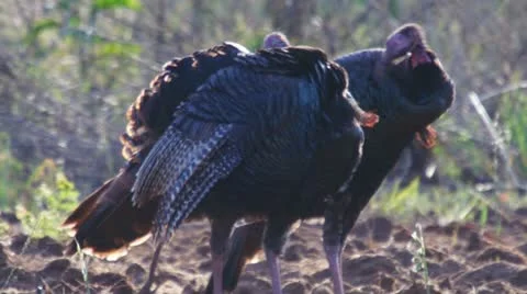 Wild Turkey Gobblers Stock Footage 10890786