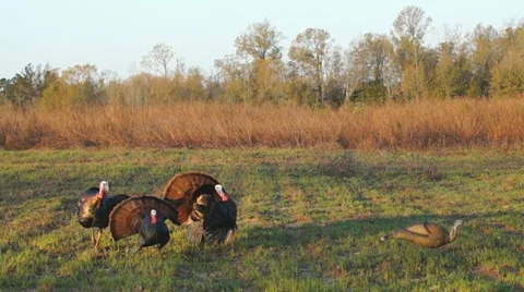 Wild Turkey Gobblers Stock Footage 22318708