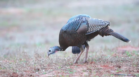 Wild Turkey Gobblers Stock Footage 36005005