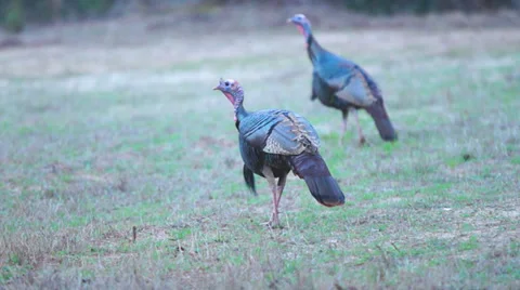 Wild Turkey Gobblers Vídeo Stock 36006538