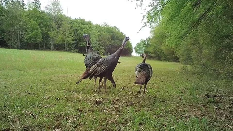 Wild Turkey Gobblers Vídeo Stock 88682492