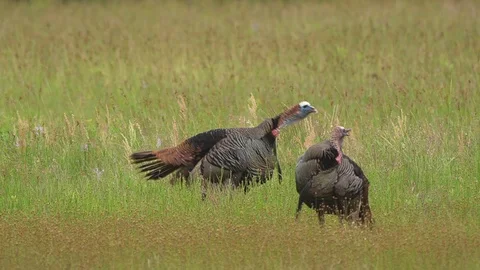 Wild Turkey Gobblers Vídeo Stock 107795999