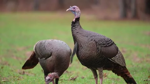 Wild Turkey Gobblers Video stock 166902417