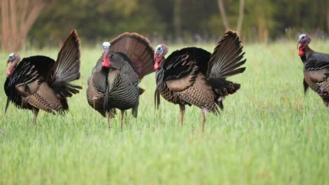 Wild Turkey Gobblers Stock Footage 237541458