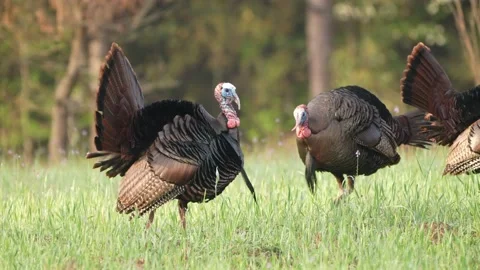 Wild Turkey Gobblers Stock Footage 237567997