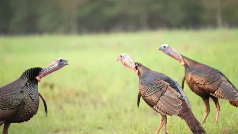 Wild Turkey Gobblers Gobbling Stock Footage 237569886
