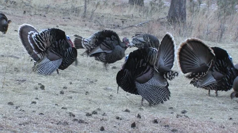 Wild Turkey Gobblers Strutting Calling Plus Bearded Hens Stock Footage 49026071