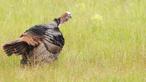 Wild Turkey Gobbling 動画素材 107794414