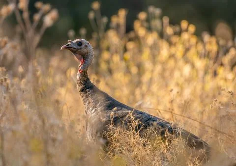 Wild turkey in grass Foto stock