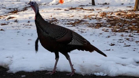 Wild Turkey in Green Bay Stock Footage 100978686