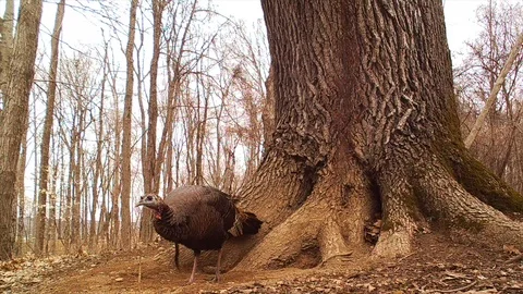 Wild turkey hen with a beard in the forest Stock Footage 115444585
