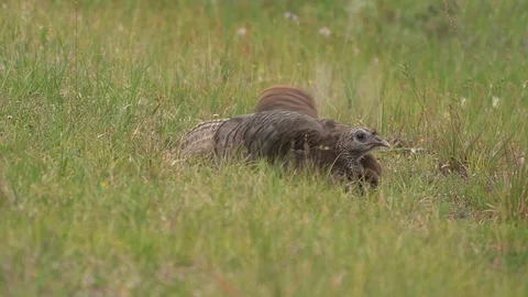 Wild Turkey Hen Dusting 库存影片 107798539