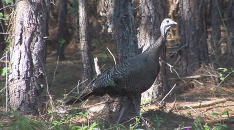 Wild Turkey Hen Stock Footage 881774