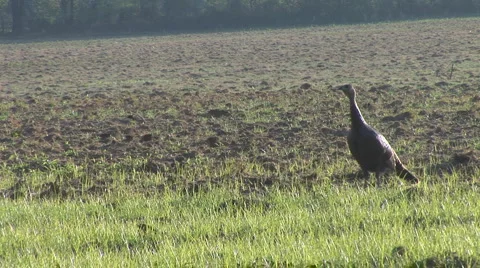 Wild Turkey Hen Stock Footage 884011