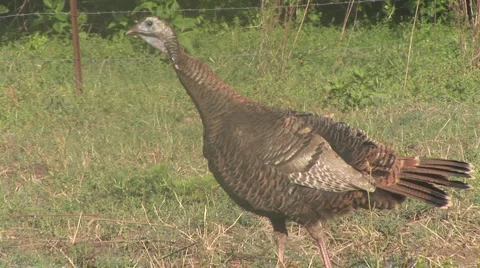Wild Turkey Hen Stock Footage 884154