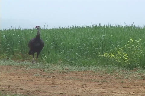 Wild Turkey Hen 動画素材 996337