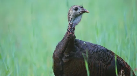 Wild Turkey Hen Stock Footage 10847800