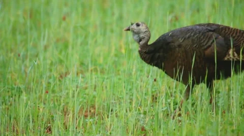 Wild Turkey Hen Stock Footage 10847877