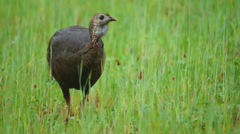Wild Turkey Hen Stock Footage 10847888