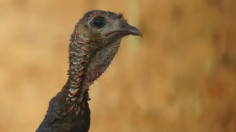 Wild Turkey Hen Stock Footage 10880767