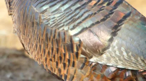Wild Turkey Hen Видео 10880855