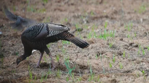 Wild Turkey Hen Stock-Footage 10901563