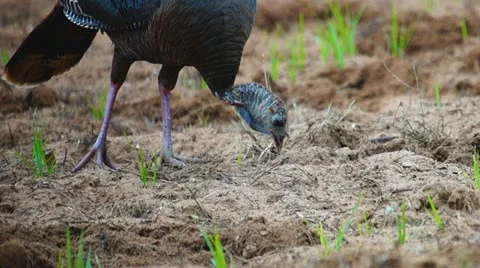 Wild Turkey Hen Stock Footage 10901705