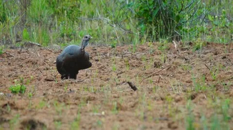 Wild Turkey Hen Video stock 10901781