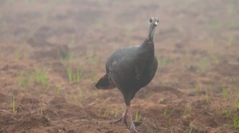Wild Turkey Hen Vídeo Stock 10905392