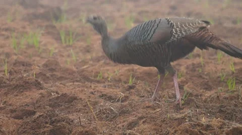 Wild Turkey Hen Stock Footage 10905549