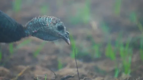 Wild Turkey Hen 動画素材 10905597