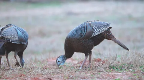 Wild Turkey Hen Stock Footage 36005636