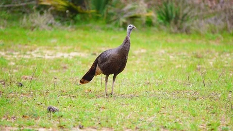 Wild Turkey Hen Видео 73841135