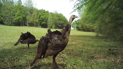 Wild Turkey Hen Видео 88682462