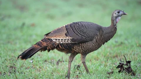 Wild Turkey Hen Vídeos de archivo 167483679