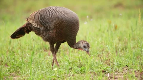 Wild Turkey Hen Stock Footage 238045831
