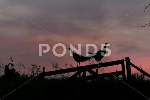 Wild Turkey hen Silhouette Stock Photos