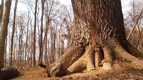 Wild turkey hens dusting in the forest Stock Footage 115444289