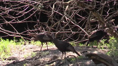 Wild turkey hens fly away looses feather nature animal Stock Footage 53311468