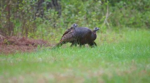 Wild Turkey Hens Stock Footage 2205544