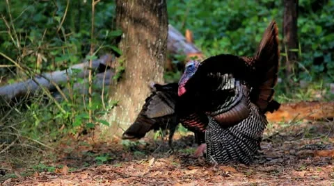 Wild Turkey with Hens Stock Footage 8986438